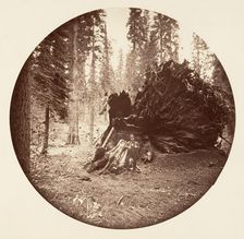 Eagle's Wing - Calaveras Grove, ca. 1878. Creator: Carleton Emmons Watkins