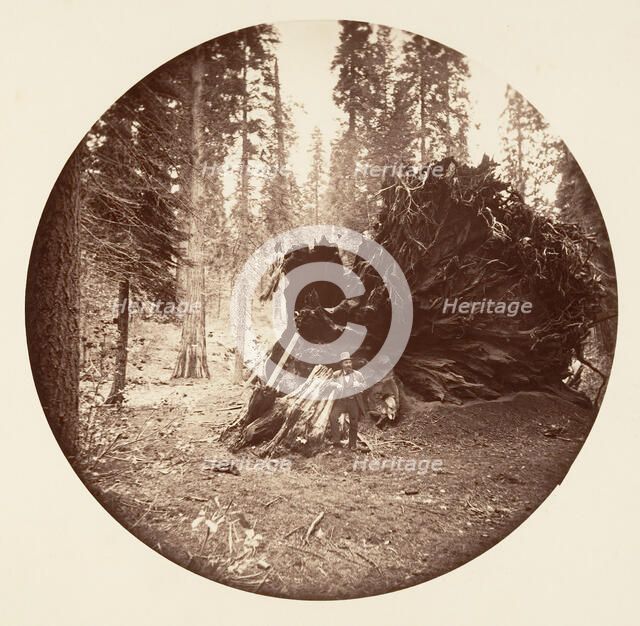 Eagle's Wing - Calaveras Grove, ca. 1878. Creator: Carleton Emmons Watkins.