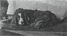 Eakins's Dog "Harry", c. 1880-1890. Creator: Thomas Eakins