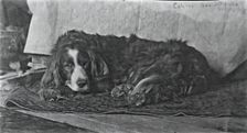 Eakins's Dog "Harry", c. 1880-1890. Creator: Thomas Eakins