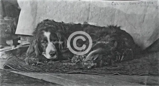 Eakins's Dog "Harry", c. 1880-1890. Creator: Thomas Eakins.