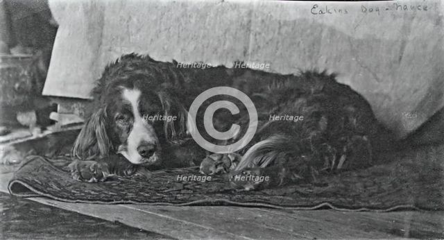 Eakins's Dog "Harry", c. 1880-1890. Creator: Thomas Eakins.