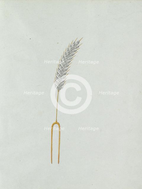 Ear of corn, c.1800-c.1810. Creator: Carl Friedrich Bärthel.