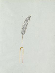 Ear of corn, c.1800-c.1810. Creator: Carl Friedrich Bärthel