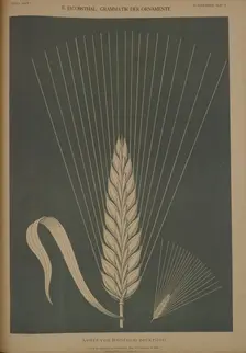 Ear of Hordeum zeokriton, 1874. Creator: Johann Eduard Jacobsthal