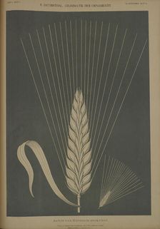 Ear of Hordeum zeokriton, 1874. Creator: Johann Eduard Jacobsthal