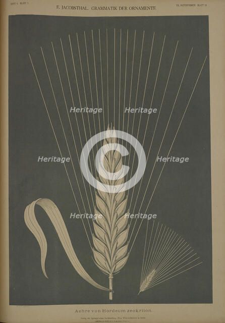 Ear of Hordeum zeokriton, 1874. Creator: Johann Eduard Jacobsthal.