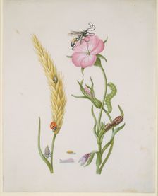Ear of wheat and Corn Cockle with Metamorphoses of the Five-Spot Ladybird and Blowfly, after 1683. Creator: Sybilla Merian