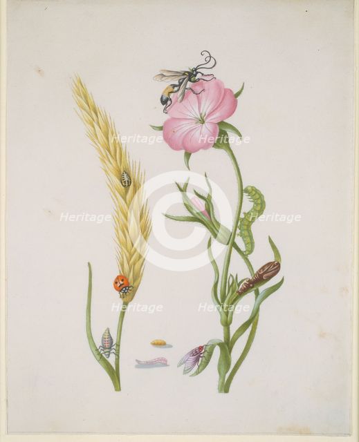 Ear of wheat and Corn Cockle with Metamorphoses of the Five-Spot Ladybird and Blowfly, after 1683.  Creator: Sybilla Merian.