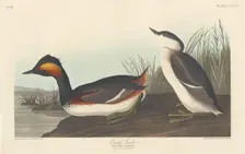 Eared Grebe, 1838. Creator: Robert Havell