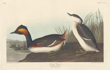 Eared Grebe, 1838. Creator: Robert Havell
