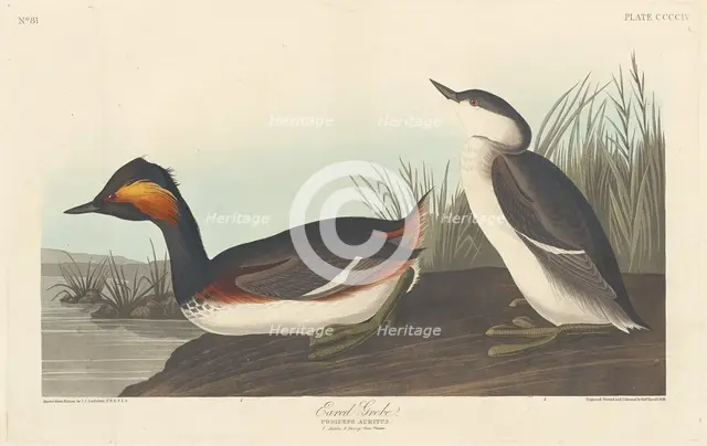 Eared Grebe, 1838. Creator: Robert Havell.