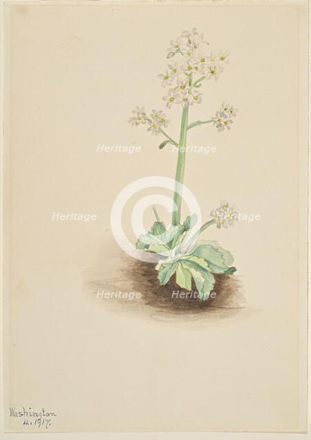 Early Saxifrage (Saxifraga virginiensis), 1917. Creator: Mary Vaux Walcott.