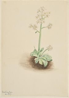 Early Saxifrage (Saxifraga virginiensis), 1917. Creator: Mary Vaux Walcott