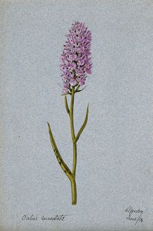 Early purple orchid (Orchis mascula): flowering stem, 1904. Creator: Unknown