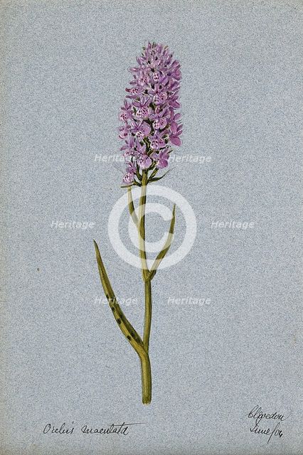 Early purple orchid (Orchis mascula): flowering stem, 1904. Creator: Unknown.