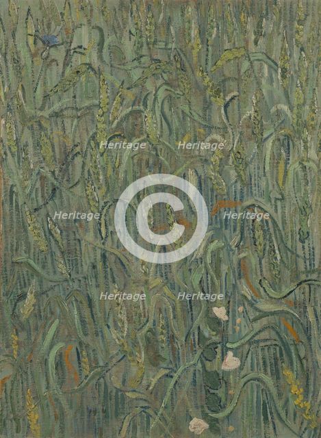 Ears of Wheat, 1890. Creator: Gogh, Vincent, van (1853-1890).