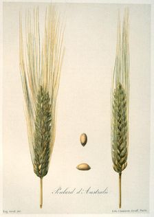 Ears of wheat, c1888. Artist: E Graff