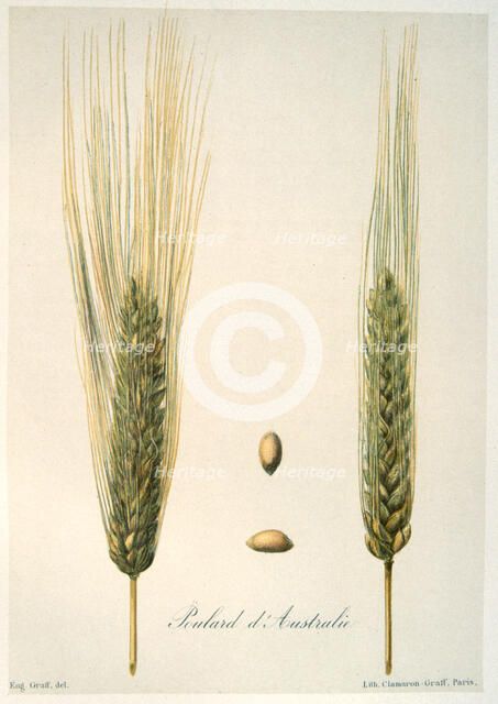 Ears of wheat, c1888. Artist: E Graff