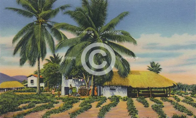 'East Indian Huts, Trinidad, B.W.I.', c1940s. Creator: Unknown.