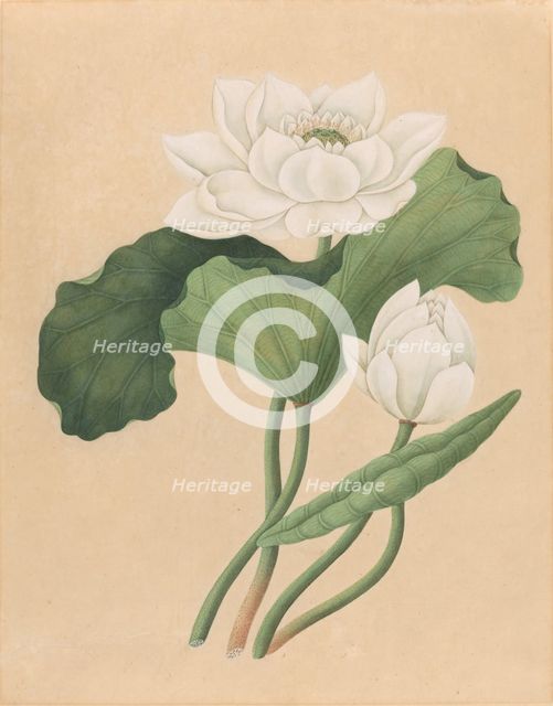 East Indian Lotus (Nelumbo nucifera), late 19th century. Creator: Unknown.