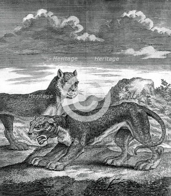 East Indian leopard, 1750. Artist: Unknown