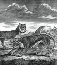 East Indian leopard, 1750