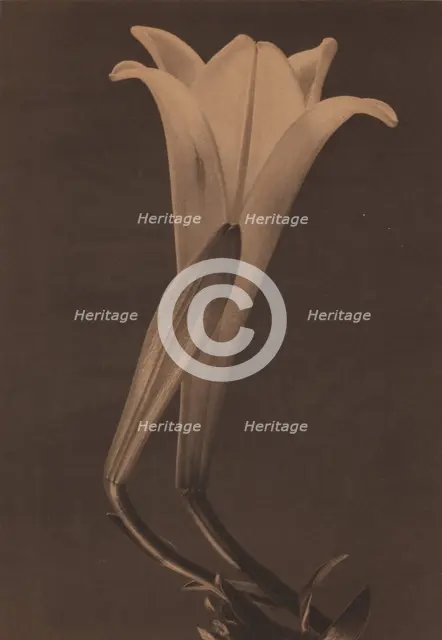 Easter Lily and Bud, 1925. Creator: Tina Modotti.