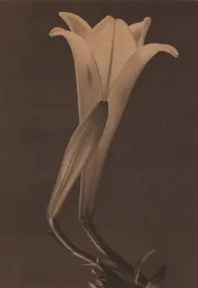 Easter Lily and Bud, 1925. Creator: Tina Modotti