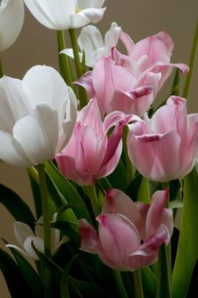Easter Tulips. Creator: Tom Artin