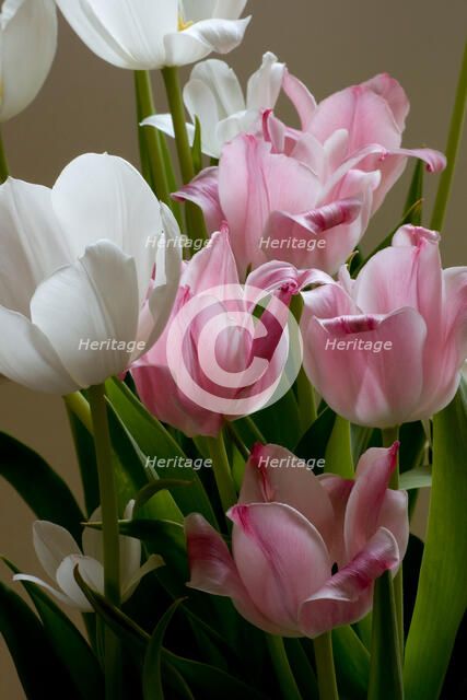 Easter Tulips. Creator: Tom Artin.