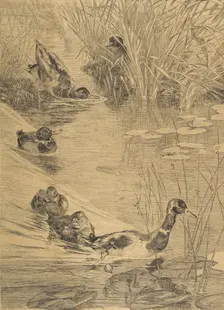 Ébats de canards, 1850-1914. Creator: Felix Bracquemond