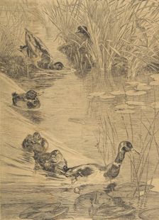 Ébats de canards, 1850-1914. Creator: Felix Bracquemond