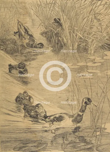 Ébats de canards, 1850-1914. Creator: Felix Bracquemond.