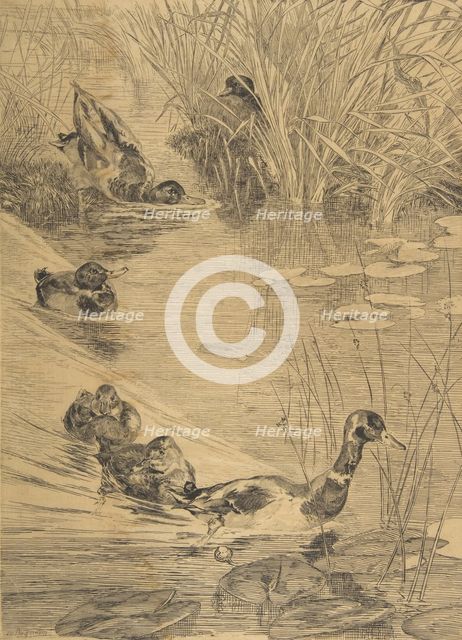Ébats de canards, 1850-1914. Creator: Felix Bracquemond.