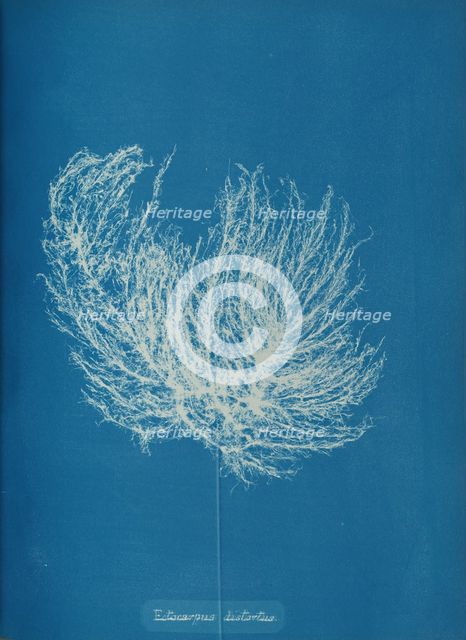 Ectocarpus distantus, ca. 1853. Creator: Anna Atkins.