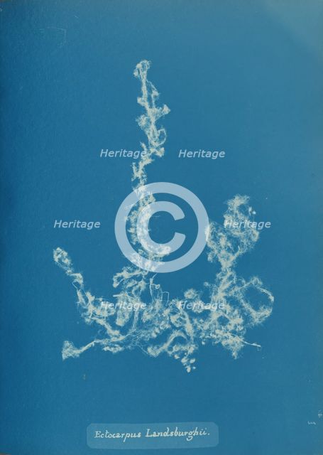 Ectocarpus Landsburghii, ca. 1853. Creator: Anna Atkins.