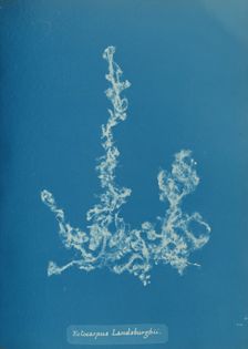 Ectocarpus Landsburghii, ca. 1853. Creator: Anna Atkins