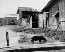 Ecuador - Scenes In Quayaquil, Ecuador, 1912. Creator: Harris & Ewing
