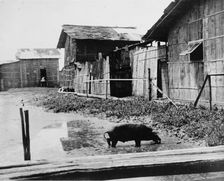 Ecuador - Scenes In Quayaquil, Ecuador, 1912. Creator: Harris & Ewing