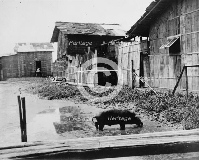 Ecuador - Scenes In Quayaquil, Ecuador, 1912. Creator: Harris & Ewing.