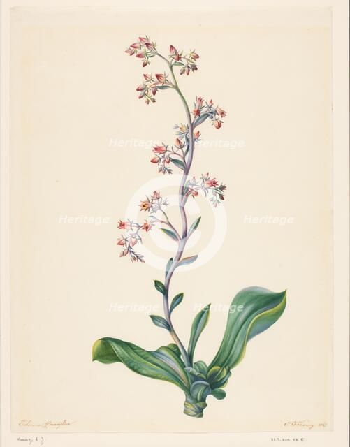 Echeveria Grandiflora, 1847. Creator: Elisabeth Johanna Koning.