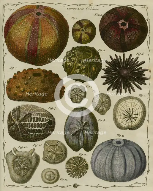 'Echinus' (Sea urchins), 1781. Creator: James Newton.