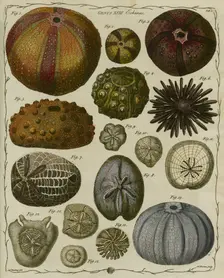 Echinus (Sea urchins), 1781. Creator: James Newton