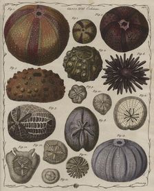 Echinus (Sea urchins), 1781. Creator: James Newton