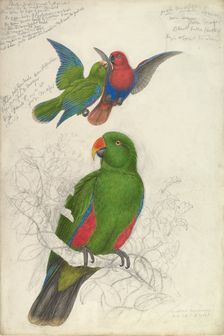 Eclectus Roratus Polychloros, ca. 1830-32. Creator: Edward Lear