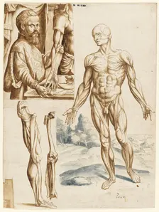 Écorché with Portrait of Andreas Vesalius (1514-1564), 1545