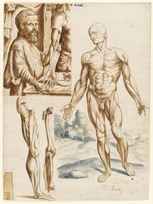 Écorché with Portrait of Andreas Vesalius (1514-1564), 1545