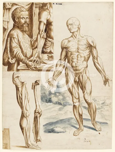 Écorché with Portrait of Andreas Vesalius (1514-1564), 1545.
