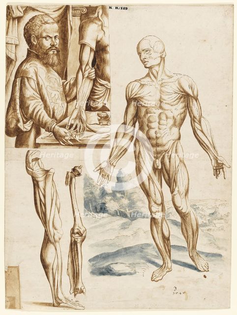 Écorché with Portrait of Andreas Vesalius (1514-1564), 1545.